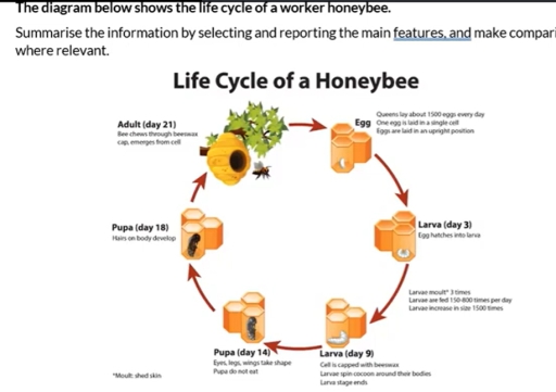 Image for topic: The diagram below shows the life cycle of a worker honeybee