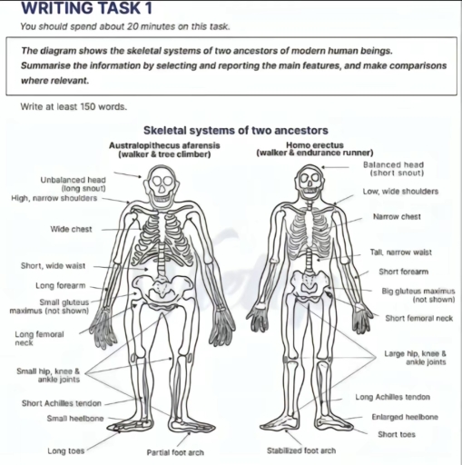 Image for topic: the diagram shows the sceletal systems of two ancestors of modern human beings. summarise the information by selecting and reporting the main features, and make comparisons where relevant