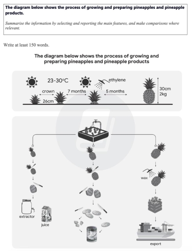 Image for topic: The diagrams show growing and preparing pineapples and pineapple products