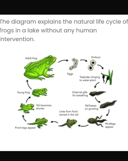 Image for topic: The diagram explains the natural life cycle of frogs in a lake without any human intervention.