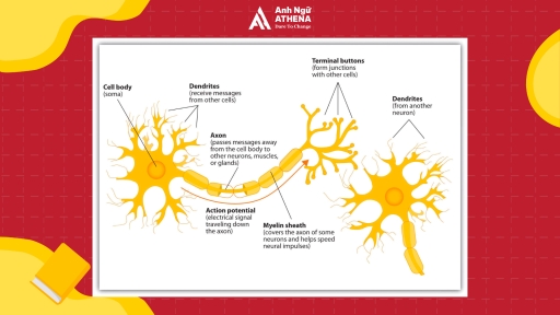 Image for topic: The diagram shows the components of a neuron and how it works. Summarize the information by selecting and reporting the main features, and make comparisons where relevant
