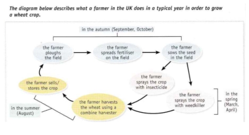 Image for topic: The diagram below describes what a farmer in the UK does in a typical year in order to grow a wheat crop. Summarize the information by selecting and reporting the main features, and make description where relevant. You should write at least 150 words and spend about 20 minutes on this task. Write your response, below.