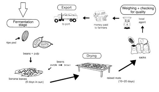 Image for topic: The diagram below shows how cocoa beans are prepared for export to countries that make chocolate