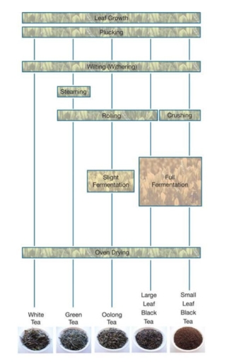 Image for topic: You should spend about 20 minutes on this task. The diagram shows how tea leaves are processed into five tea types. Summarise the information by selecting and reporting the main features and make comparisons where relevant. Write at least 150 words.
