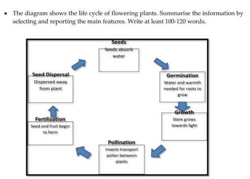 Image for topic: The diagram shows the life cycle of flowering plants. Summarise the information