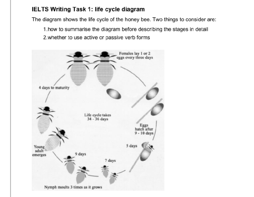 Image for topic: The diagram illustrates the life cycle of the honey bee.