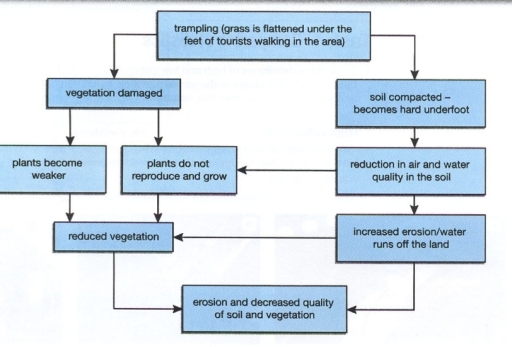 Image for topic: The flow chart shows 'trampling', the negative effect of tourists walking in the countryside for the environment. Summarize the information by selecting and reporting the main features.