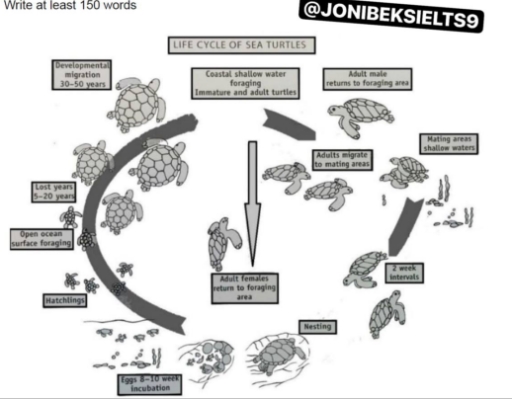 Image for topic: the diagram below shows the life cyc;e of the sea turtles
