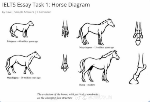 Image for topic: The diagrams below show the development of the horse over a period of 40 million years. Summarise the information by selecting and reporting the main features, and make comparisons where relevant.
