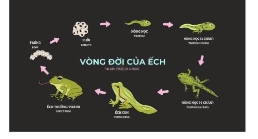 Image for topic: The diagram shows the different stages in the life cycle of a frog.
