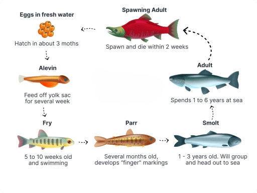 Image for topic: The diagrams below show the life cycle of a salmon fish from an egg to an adult fish and its population from 1970 to 1999 in North America. Summarize the information by selecting and reporting the main features and make comparisons where relevant.