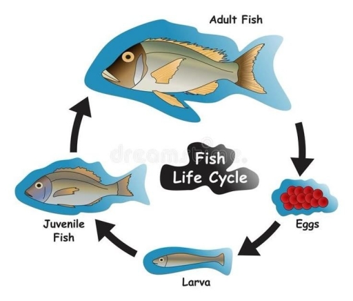 Image for topic: The picture shows the adult fish life cycle,. Summerize the information and write what you see