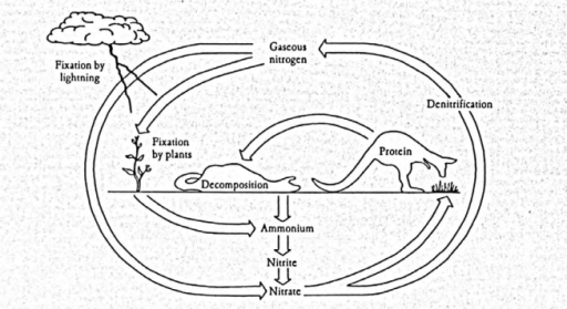 Image for topic: Nitrogen is very important for the life on earth. Over 90% of the earth's supply existsas a gas in the atmosphere. The diagram below describes the nitrogen cycle. Summarise the information by selecting and reporting the main features, and makecomparisons where relevant.