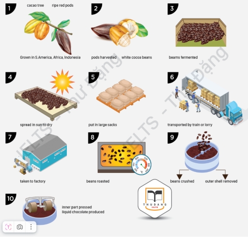 Image for topic: The process diagram details the steps by which liquid chocolcate is produced from cocoa beans.