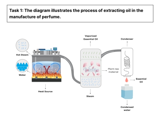 Image for topic: The diagram illustrates the process of extracting essential oil from plant raw materials for use in the manufacture of perfume.