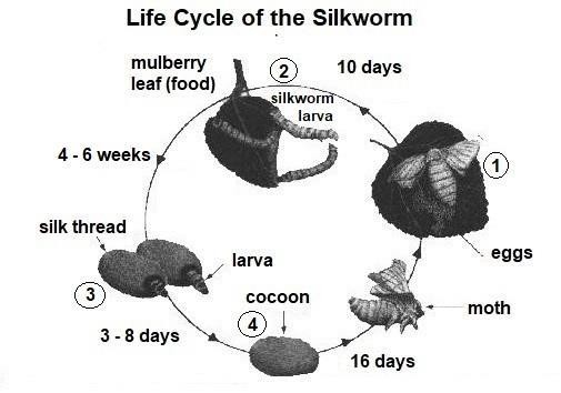 Image for topic: The diagram below shows the life cycle of the honeybee. Two things to consider are.