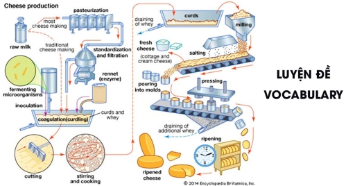 Image for topic: The diagram below shows the process of making cheese. Summarise the information by selecting and reporting the main features, and make comparisons where relevant.