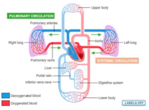 Image for topic: The diagram below shows how the body distributes oxygen to the body using the circulatory system. Summarize the information by selecting and reporting the main features, and make comparisons where relevant.