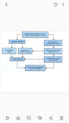 Image for topic: The flow chart shows 'trampling', the negative effect of tourists walking in the countryside for the environment. Summarize the information by selecting and reporting the main features.