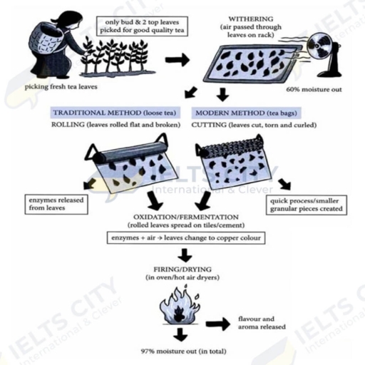 Image for topic: This diagram illustrates two distinct methods for manufacturing black tea