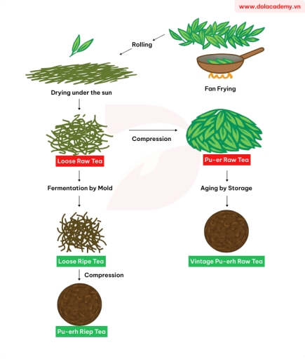 Image for topic: The diagram below shows the process of how pu'erh tea is made. Summarise the information by selecting and reporting the main features, and make comparisons where relevant.