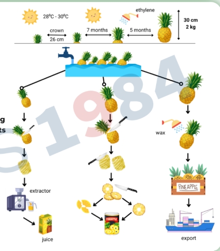 Image for topic: The process diagram details the steps by which pineapples are produced for sale. Summarise the information by selecting and reporting the main features, and make comparisons where relevant.