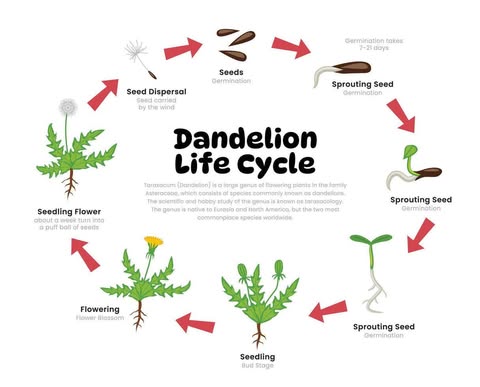 Image for topic: The diagram below shows the life cycle of a dandelion and the various stages in its growth. Summarise the information by selecting and reporting the main features, and make comparisons where relevant.