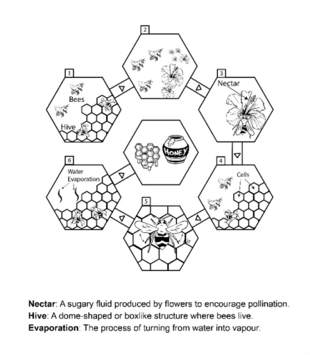 Image for topic: The diagram illustrates how bees produce honey. Summarize the information by selecting and reporting the main features, and make comparisons where relevant.