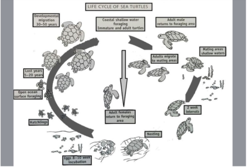 The diagram illustrates a life cycle of sea turtle.Summarise the ...