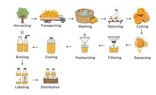 Image for topic: The diagram below illustrates the process of bottled orange juice. Summarise the information by selecting and reporting the main features, and make comparisons where relevant.