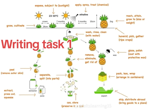 Image for topic: The diagram illustrates the process of growing and processing pineapples, from planting to the final products for consumption and export.