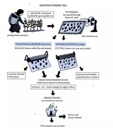 Image for topic: You should spend about 20 minutes on this task. The diagram below shows two different processes for manufacturing black tea. Summarise the information by selecting and reporting the main features, and make comparisons where relevant. Write at least 150 words.
