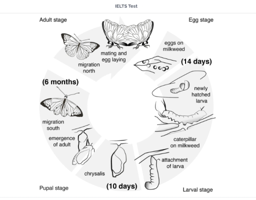 Image for topic: You should spend about 20 minutes on this task. The diagram below shows the life cycle of the Monarch butterfly. Summarise the information by selecting and reporting the main features and make comparisons where relevant. Write at least 150 words.