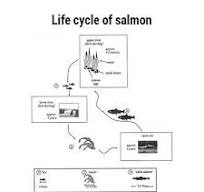 Image for topic: The diagrams below show the life cycle of a speicies of large fish called the salmon. Summarise the information by selecting and reporting the main features, and make comparisons where relevant.