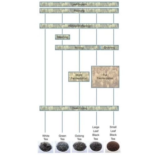 Image for topic: The diagram shows how tea leaves are processed into five different types of tea.