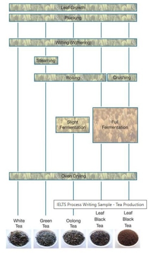 Image for topic: The diagram below shows the process of making five types of tea. Summarize the information by reporting the main features and making comparisons where relevant. You should write at least 150 words.