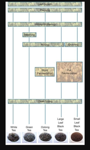 Image for topic: You should spend about 20 minutes on this task. The diagram shows how tea leaves are processed into five tea types. Summarise the information by selecting and reporting the main features and make comparisons where relevant. Write at least 150