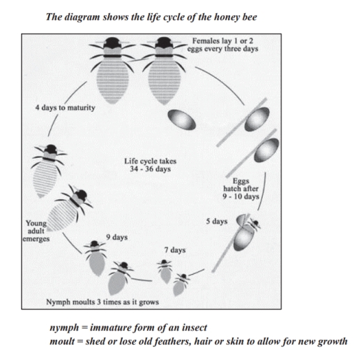 Image for topic: The diagram below shows the life cycle of the honey bee Summarize the information by selecting and reporting the main features and make comparisons where relevant. Write at least 150 words.