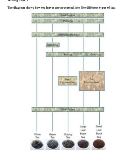 Image for topic: The diagram shows how tea leaves are processed into five different types of tea.