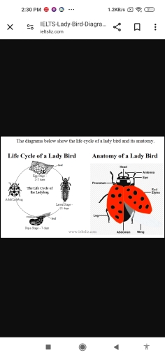 Image for topic: The diagram below shows the life cycle of a lady bird and it's anatomy.