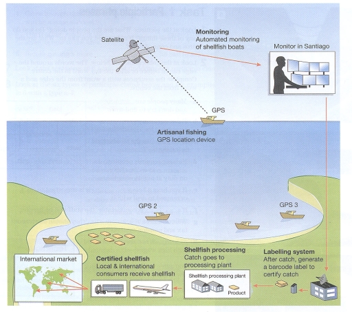 Image for topic: The diagram shows the process for labelling shellfish for the international market. Summerize the information by selecting and reporting the main features.