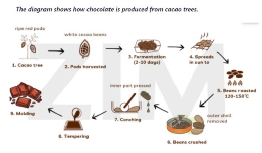 Image for topic: The diagram shows hơ chocolate is produced from cacao trees.
