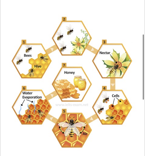 The diagram illustrates how bees produce honey. Summarise the ...