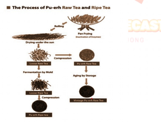 Image for topic: the diagram illustrates the stages involved in producing pu'er tea, including the methods used to create both raw and ripe varieties.