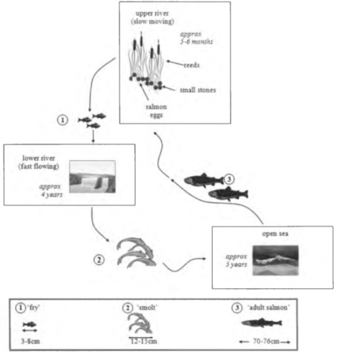 Image for topic: The diagram below shows the life cycle of a species of large fish called the salmon. Summarise the information by selecting and reporting the main features, and make comparisons where relevant.