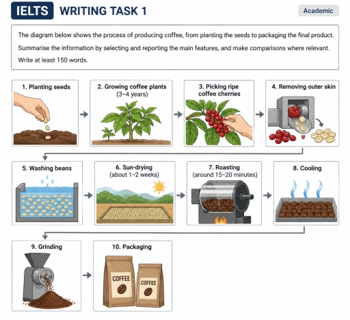 Image for topic: The diagram below shows the process of producing coffee, from planting coffee seeds to packaging the final product. Summarise the information by selecting and reporting the main features, and make comparisons where relevant.