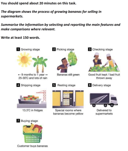 Image for topic: You should spend about 20 minutes on this task. The diagram shows the process of growing bananas for selling in super market. Summarise the information by selecting and reporting the main features and make comparisons where relevant. Write at least 150 words.