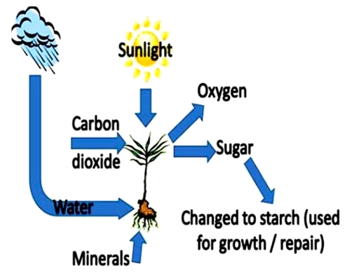 Image for topic: The process shows how plants create food