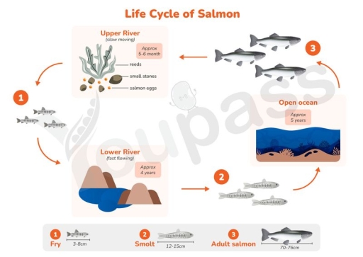 Image for topic: The diagrams show the life cycle of a species of large fish called the salmon. Summarize the information by selecting and reporting the main features, and make comparisons where relevan