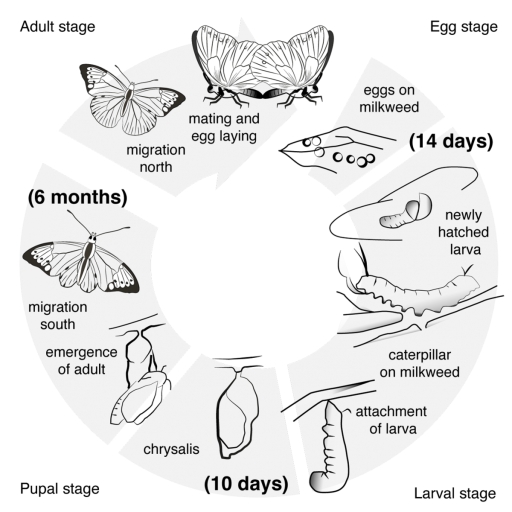 Image for topic: The diagram below shows the life cycle of the Monarch butterfly. Summarise the information by selecting and reporting the main features and make comparisons where relevant